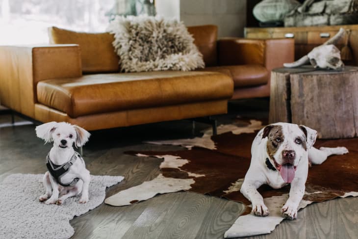 Baby gifts store for dog lovers